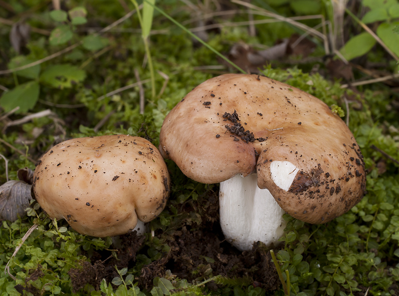 Russula maculata